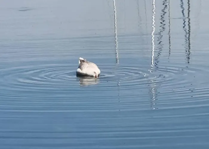 Strkalj Pensionat Bibinje